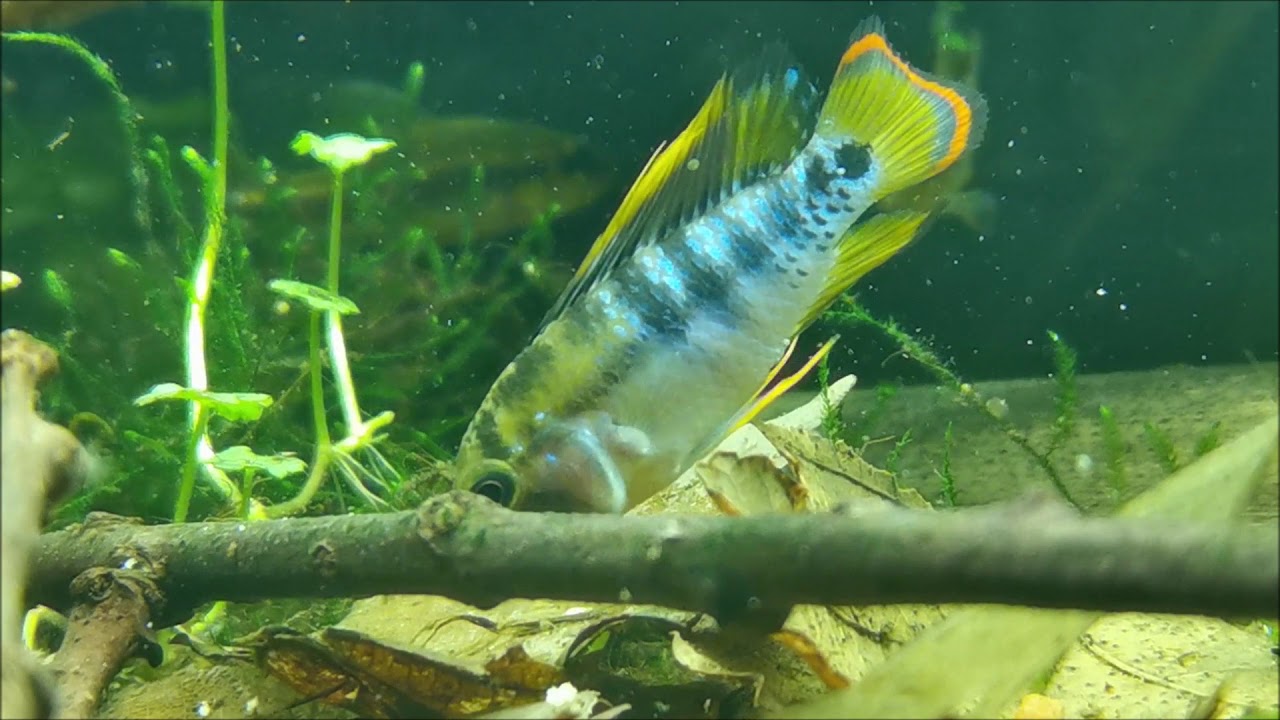 Apistogramma baenschi wild