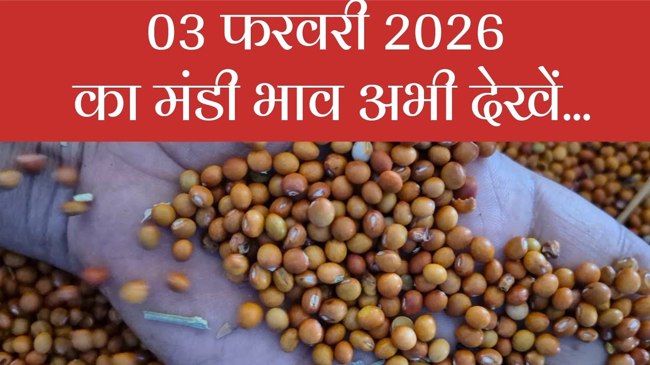 03 फरवरी 2026 का मंडी भाव, कृषि उपज मंडी, खातेगांव, जिला-देवास, मध्यप्रदेश।