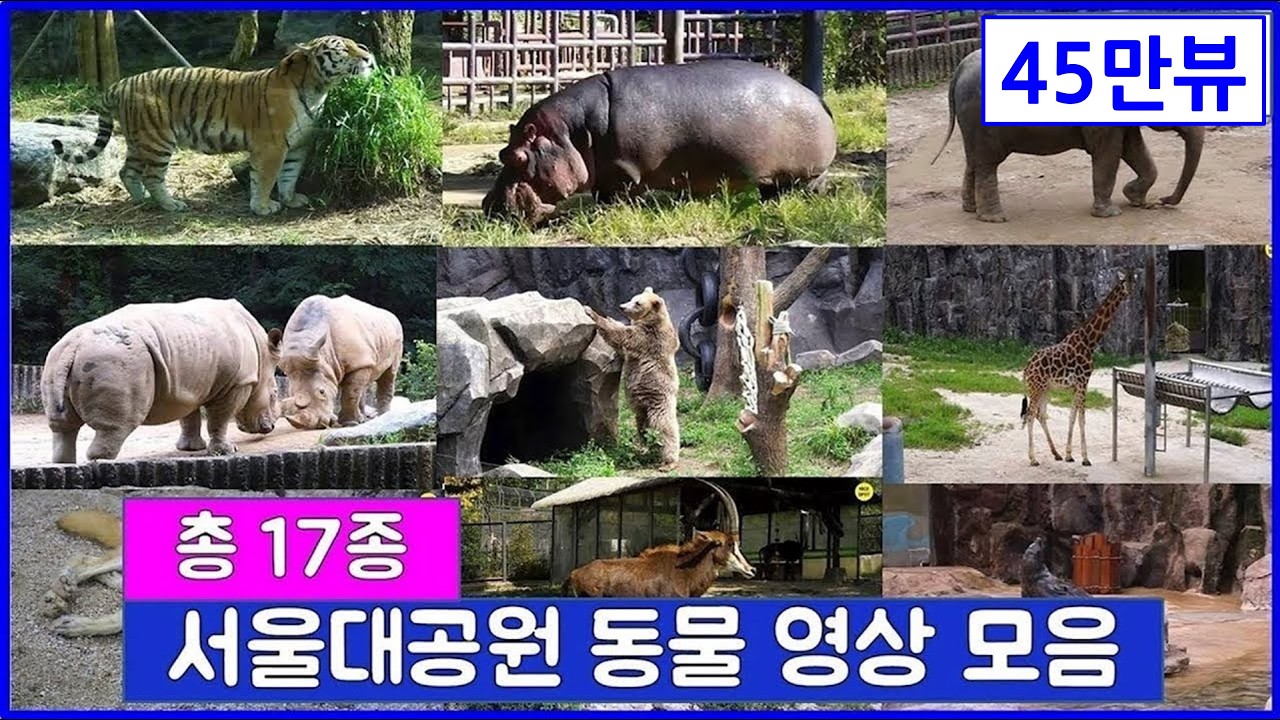 총 17종 동물을 한번에 보는 서울대공원 동물원 영상 모음 : 하마 흰코뿔소 불곰 코끼리 호랑이 표범 늑대 기린 큰뿔소 바바리양 세이블앤틸롭 사막여우 프레리독 미어캣 오소리