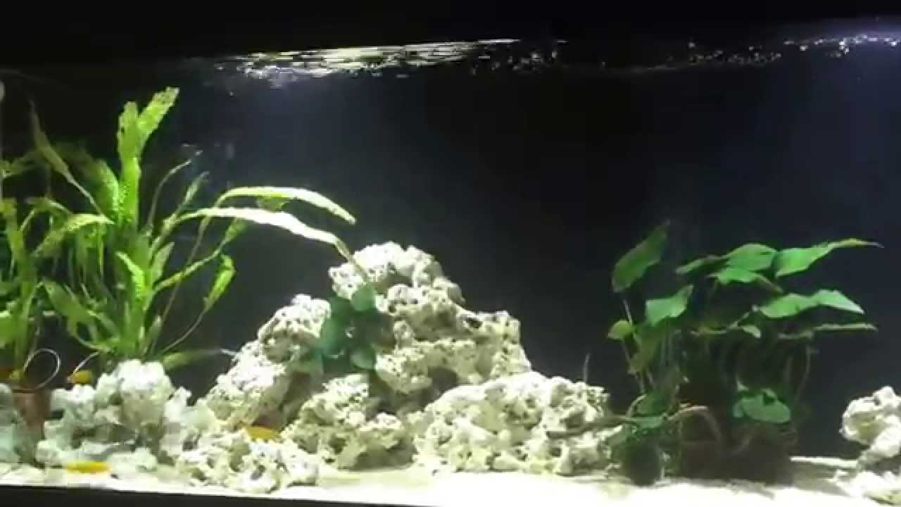 My Tropheus Duboisi & Bemba tank