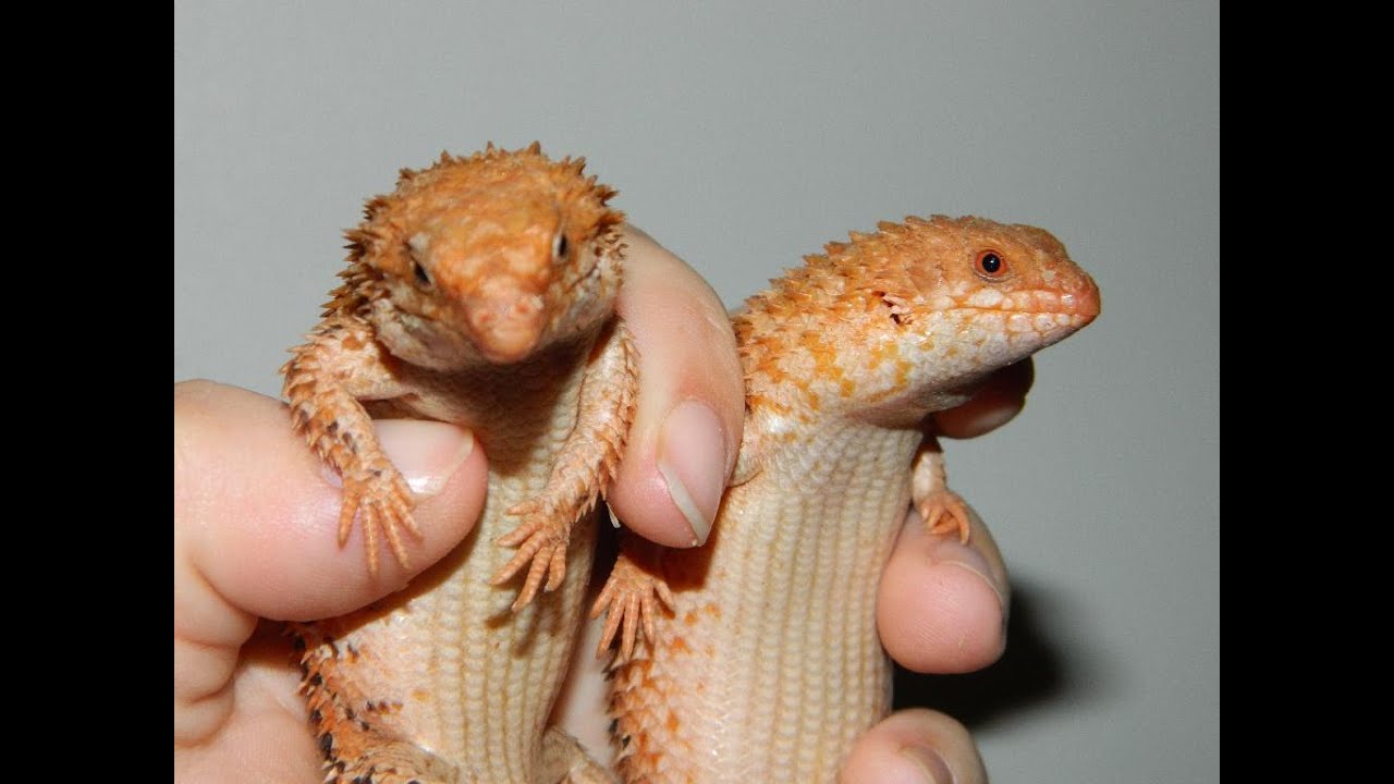 Eastern Pilbara Spiny Tailed Skinks - Egernia epsisolus