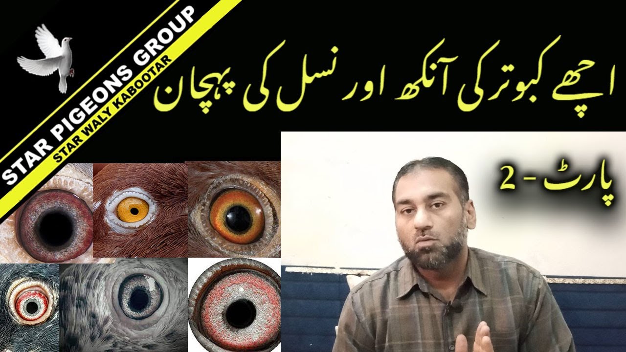 Achay Kabootar Ki Ankh Or Nasal Ki Pehchan | Kabutar Bazi | StarPigeonsGroup PaART2 | #pigeonspedia