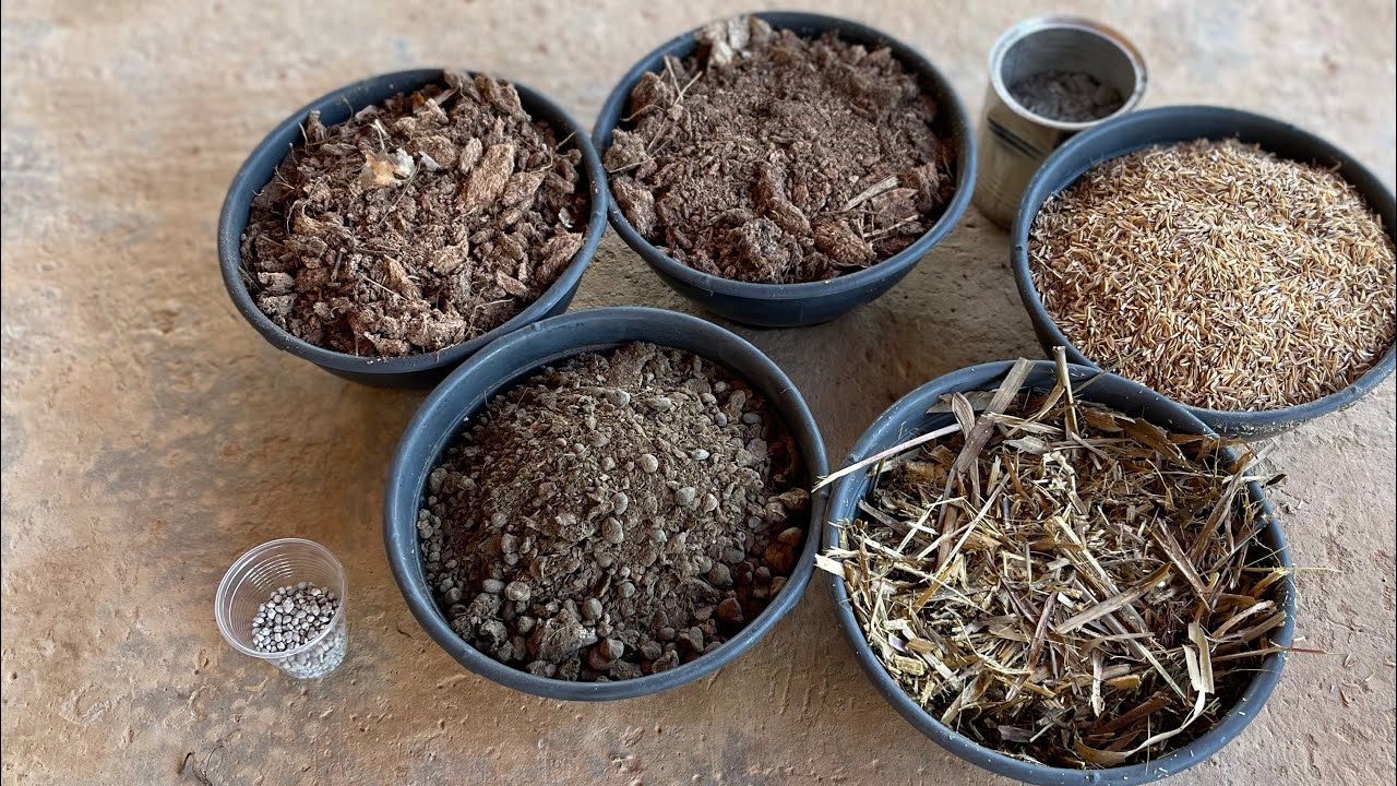 Preparando um bom substrato para rosas do deserto