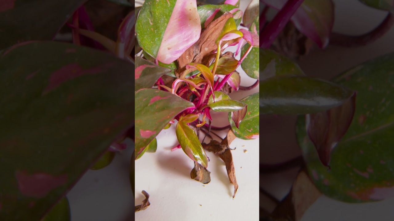 This Plant Has Issues With Its Hormones