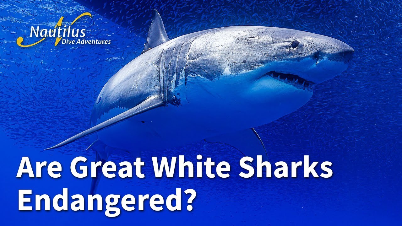 Guadalupe - Are Great White Sharks Endangered?