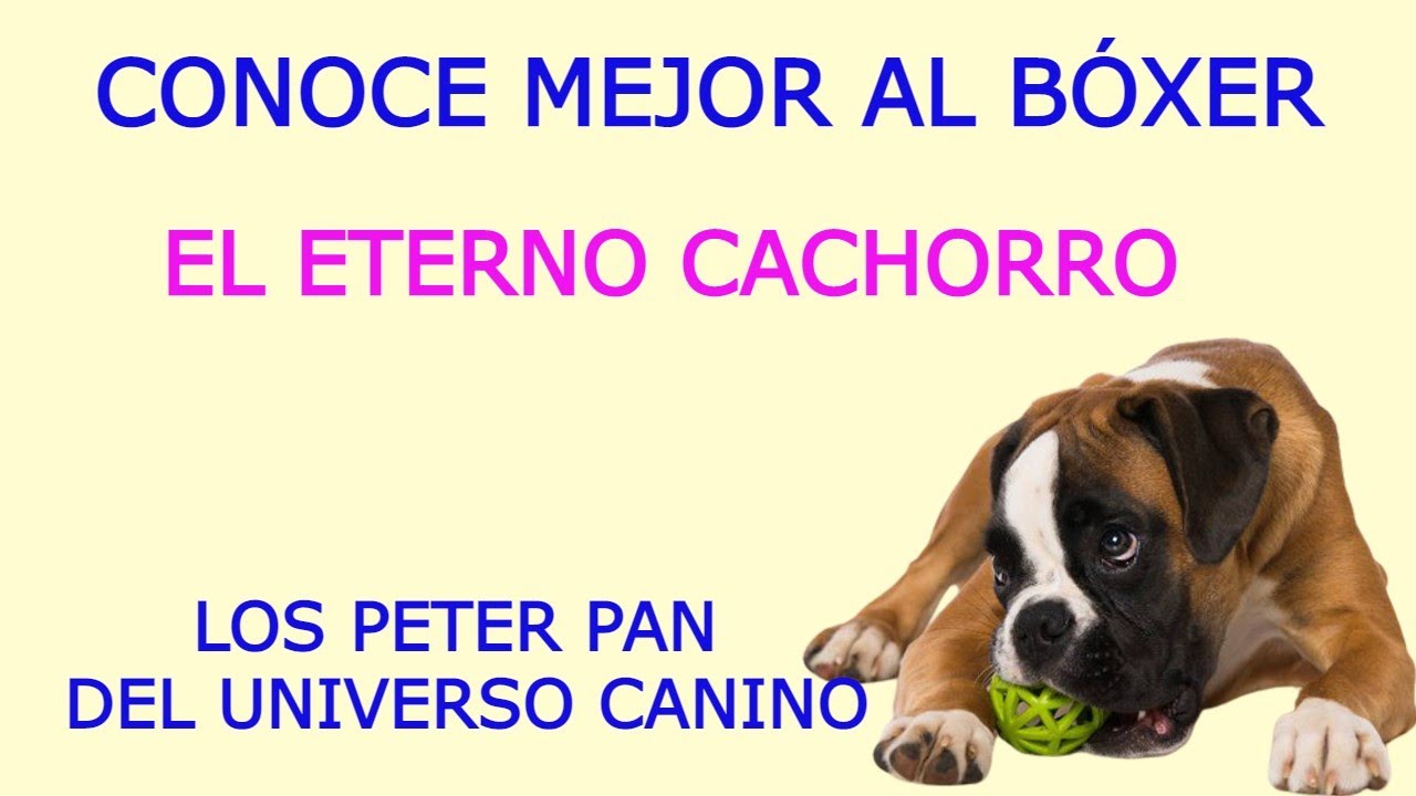 B&Oacute;XER, EL MEJOR PERRO FAMILIAR POR SU AMOR Y PACIENCIA A LOS NI&Ntilde;OS car&aacute;cter especial y buen guardi&aacute;n