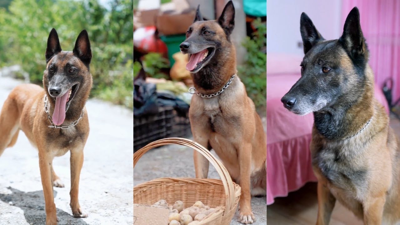 勇敢的外表，温柔的心！ 狗狗给予家人和乡亲无私的爱与帮助🐶❤️