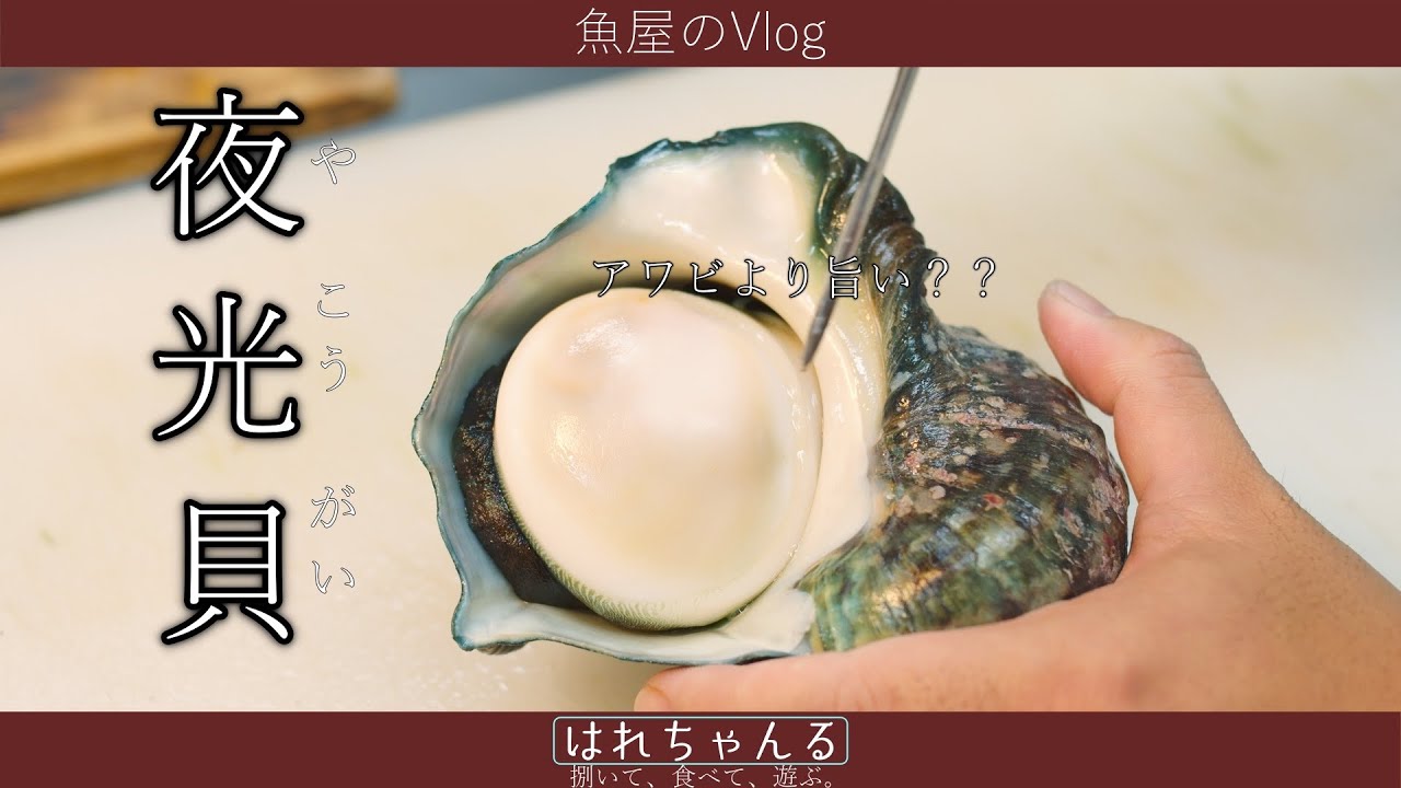 [vlog]夜光貝をさばく！！  [魚屋vlog]