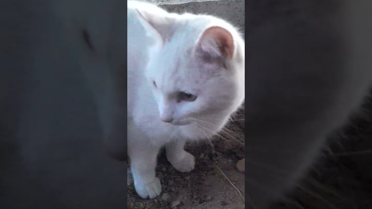 그늘엔 아직도 얼음이 남아있네
