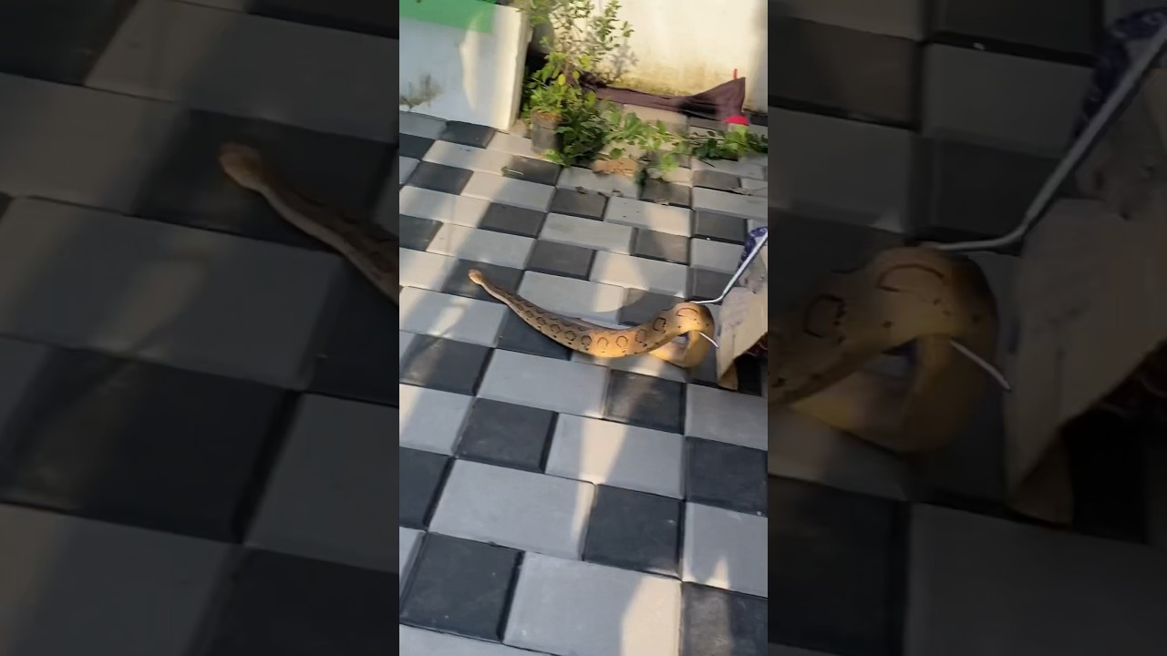 A viper came to pick jasmine flowers😳 #russelsviper #snake #snakerescue #viper #vipersnake