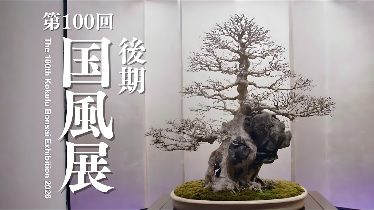 【後期】第100回国風盆栽展2026