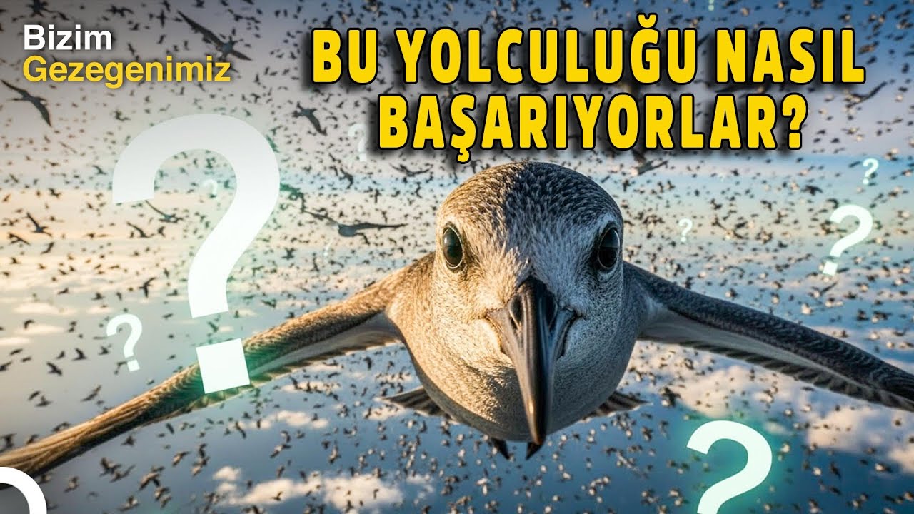 Kuzeyden Güneye: Kuşların Tehlikeli Macerası I Doğanın Kanatları