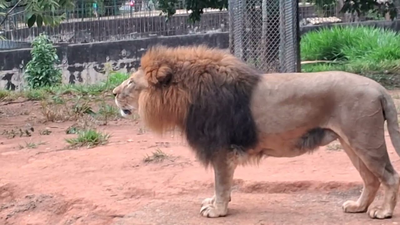 Leão macho do zoológico de BH 