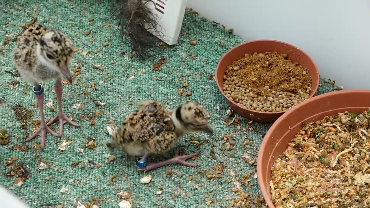 Čejka korunkatá se umí chovat jako opravdový hypochondr. Před predátorem táhne křídlo za sebou