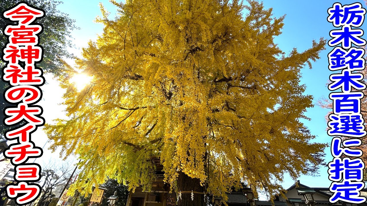【さくら市】今宮神社の大イチョウが圧巻だった！【樹齢700年】