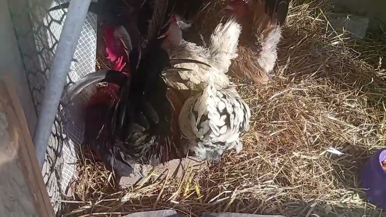 Шабошки выходят на улицу. Купание.    ❤️❤️
