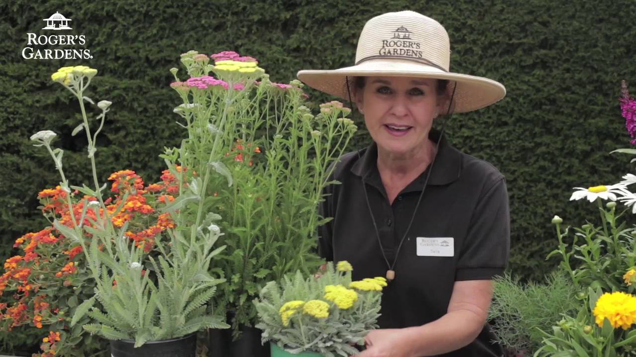 Butterflies 101: How to Attract & Care for Butterflies with Dalia Brunner