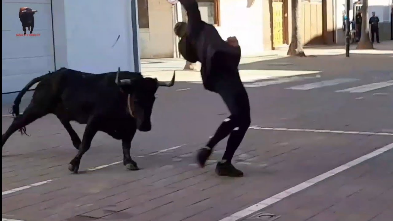Festejos Taurinos en Museros 2026 - Matinal de vacas de Benavent. PT Sant Antoni.
