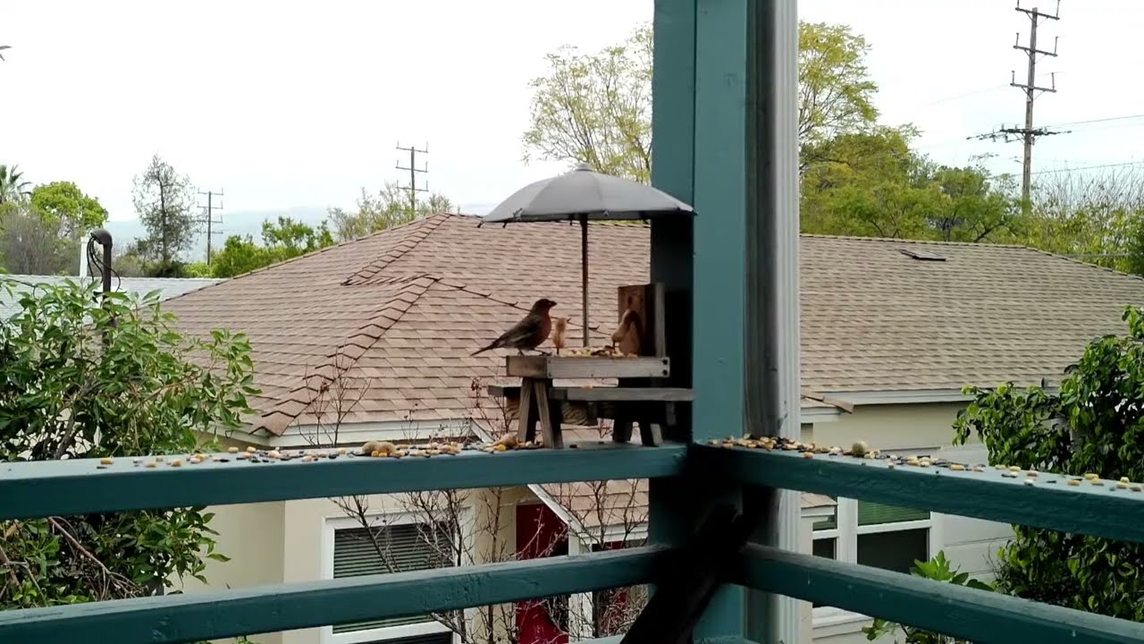 Squirrel Feeder LIVE | Dog TV | Wildlife Stream | ASMR for Dogs | 1080p