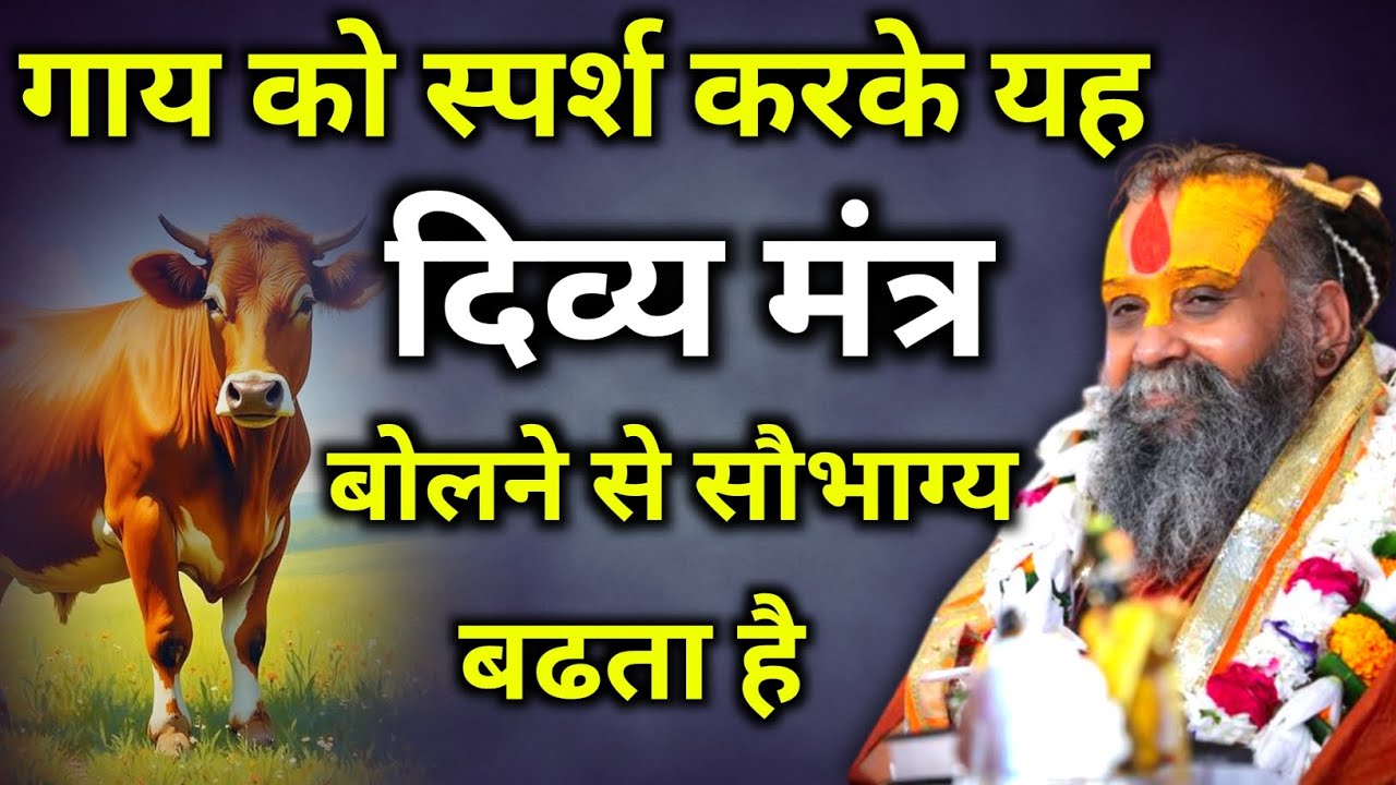 गाय को स्पर्श करके यह दिव्य मंत्र बोलने से सौभाग्य बढता है | rajendra das ji maharaj| malook peeth