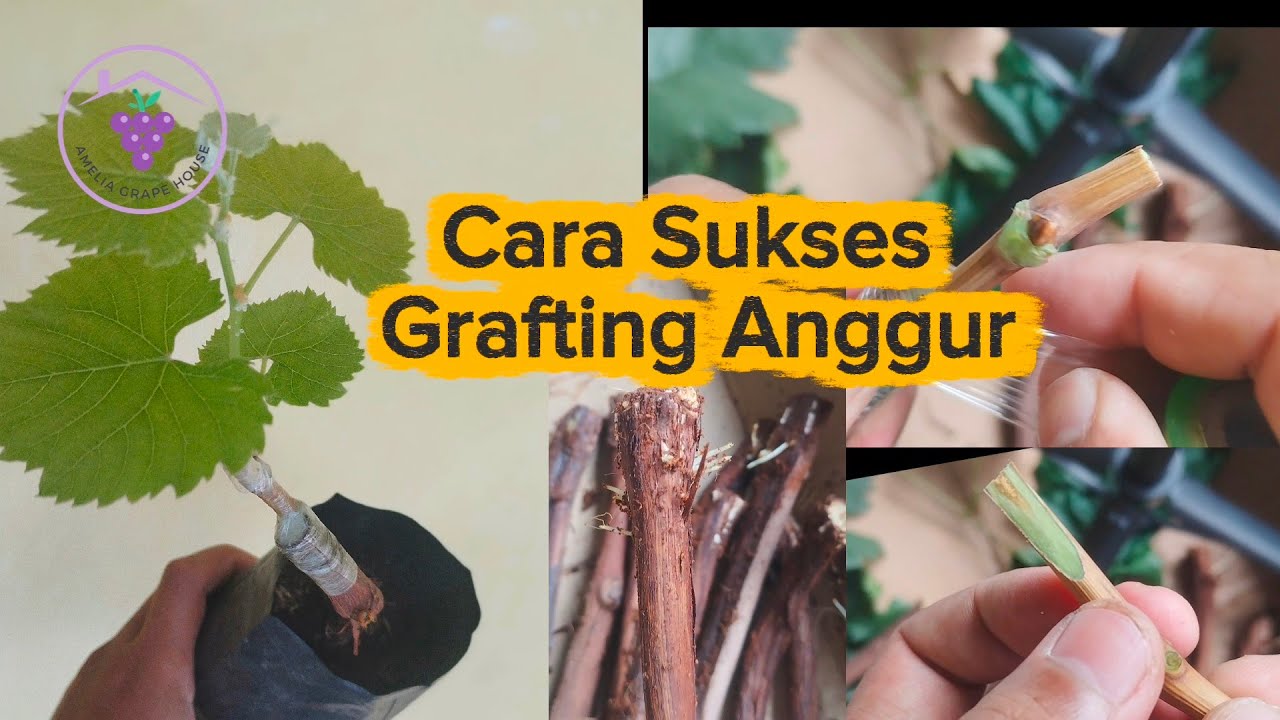 Cara Sukses Grafting Anggur