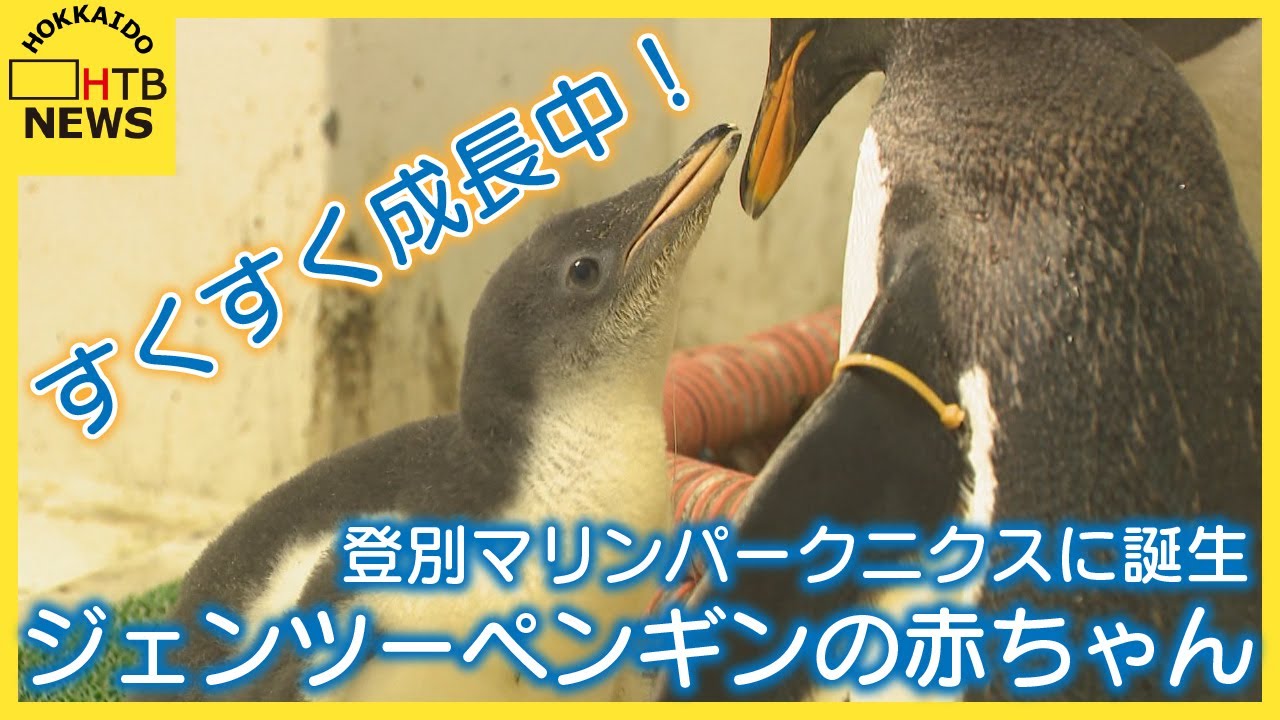 歩く姿がキュート！登別マリンパークニクスに誕生した2羽のジェンツーペンギンの赤ちゃん すくすく成長中！