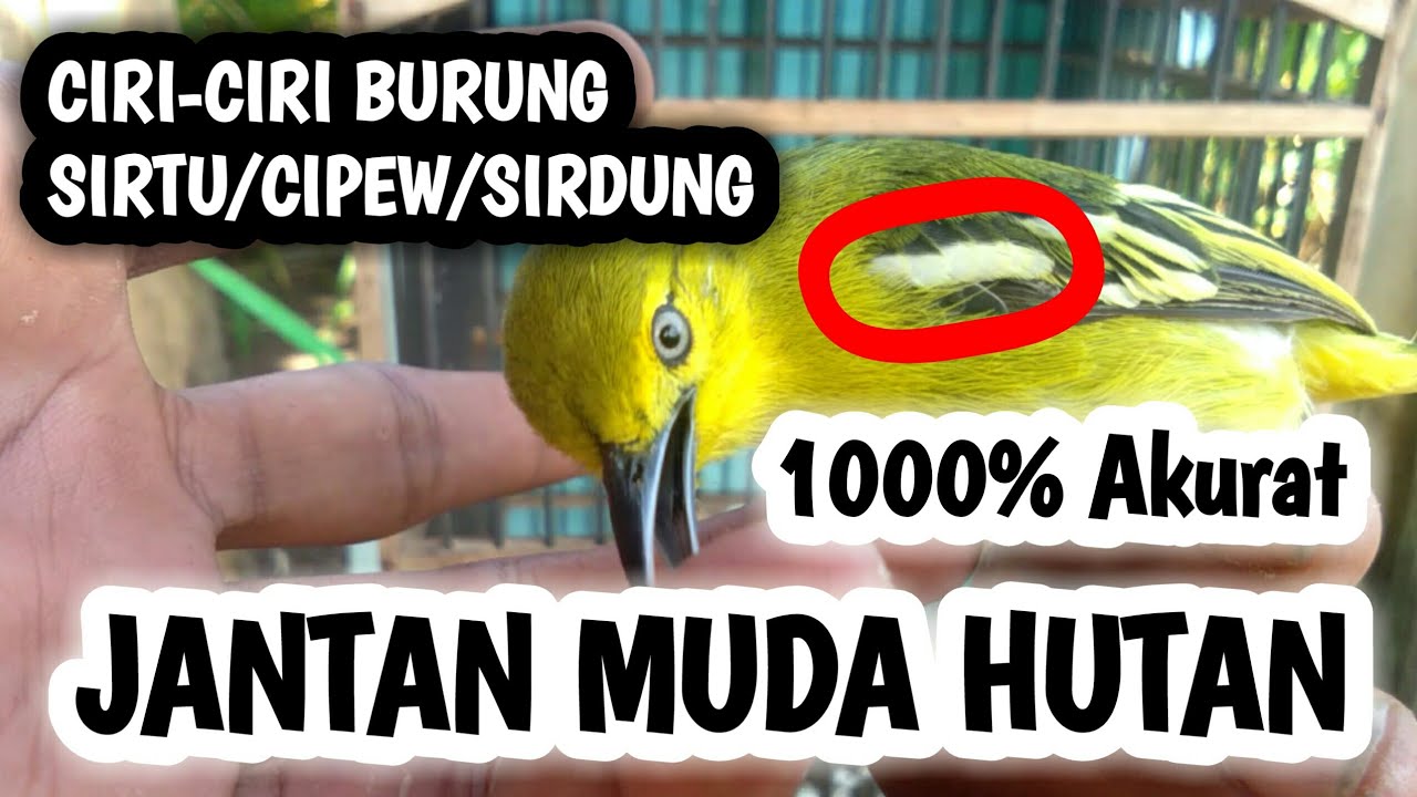 ciri ciri burung sirtu jantan yang masih muda ataw muda hutan.