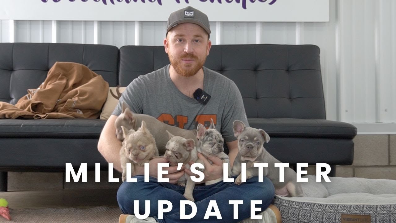 Millie's French Bulldog Puppies | Litter Update!