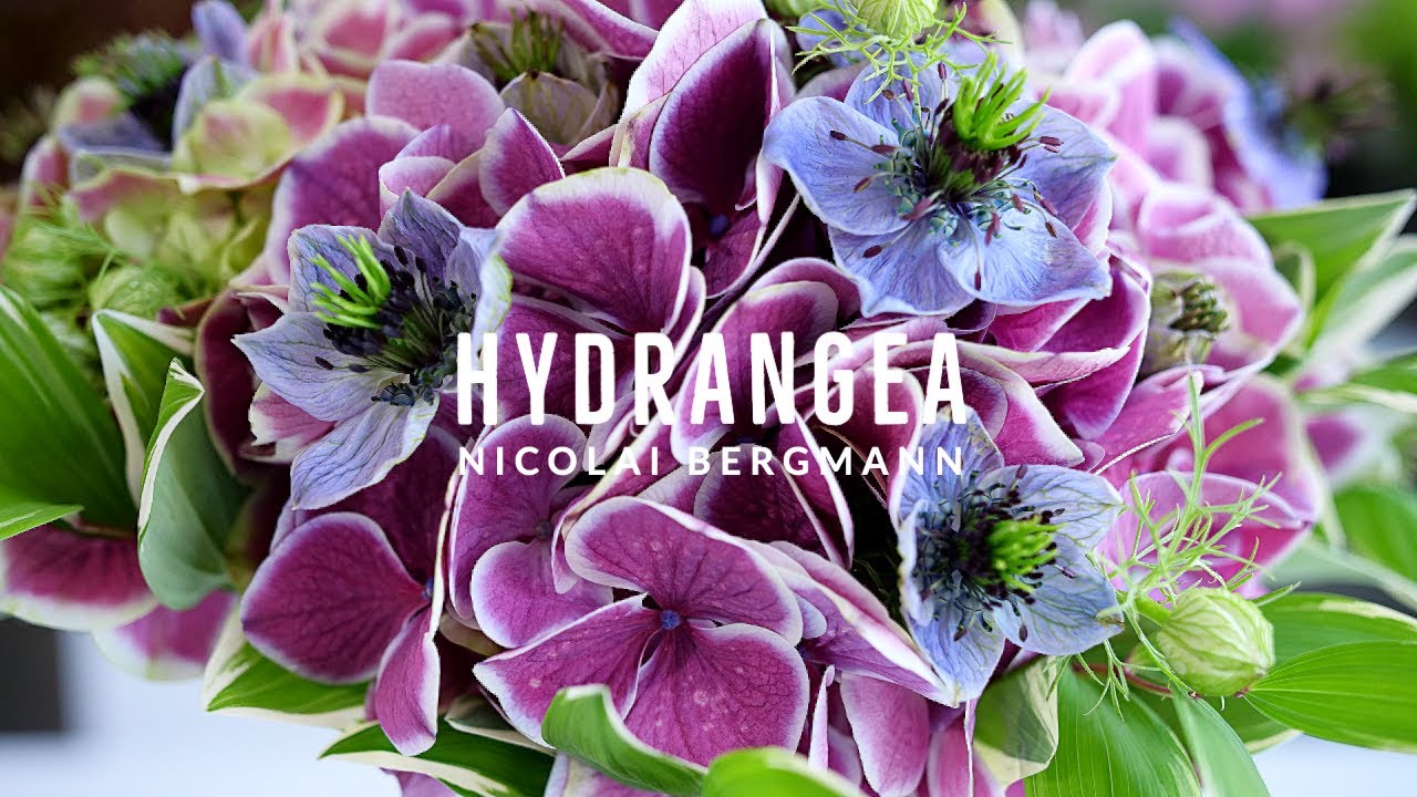 An 'Ajisai' Hydrangea Bouquet Sure to Impress!