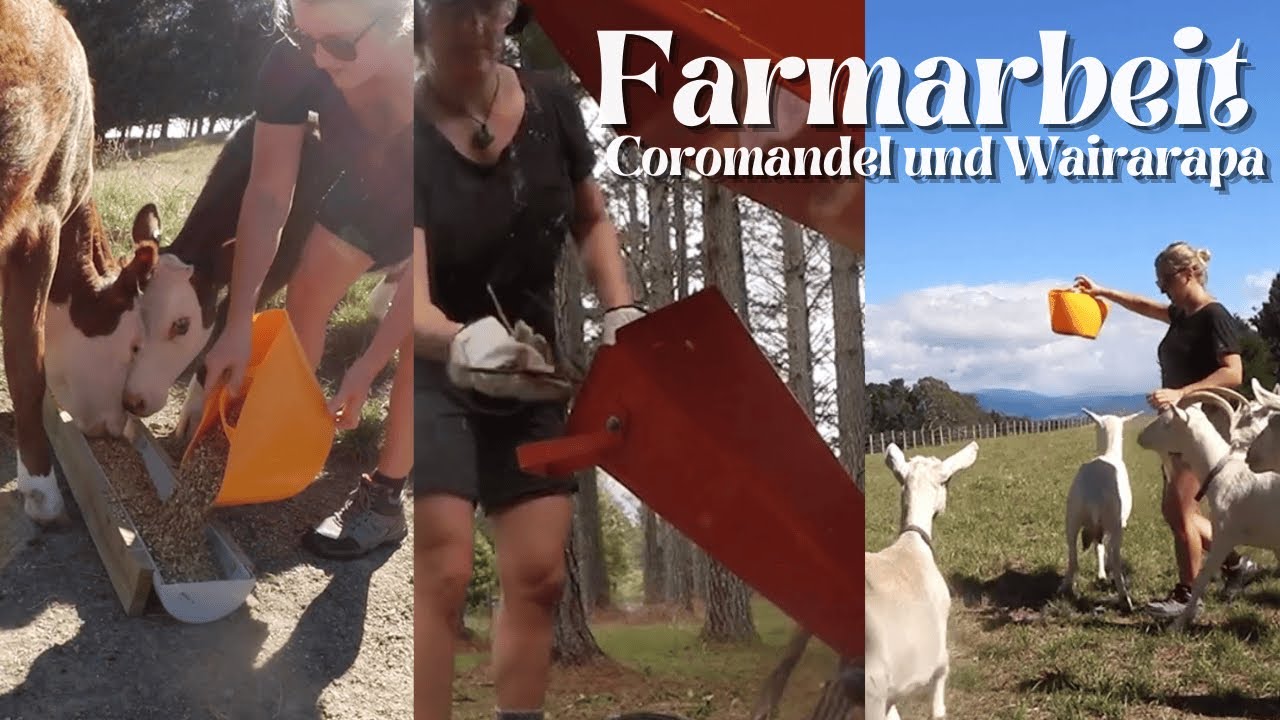 Farmarbeit in Coromandel und Wairarapa - Luise in Neuseeland