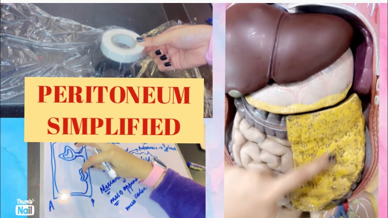 Peritoneum | Introduction | BEST CONCEPT #anatomy #abdomen