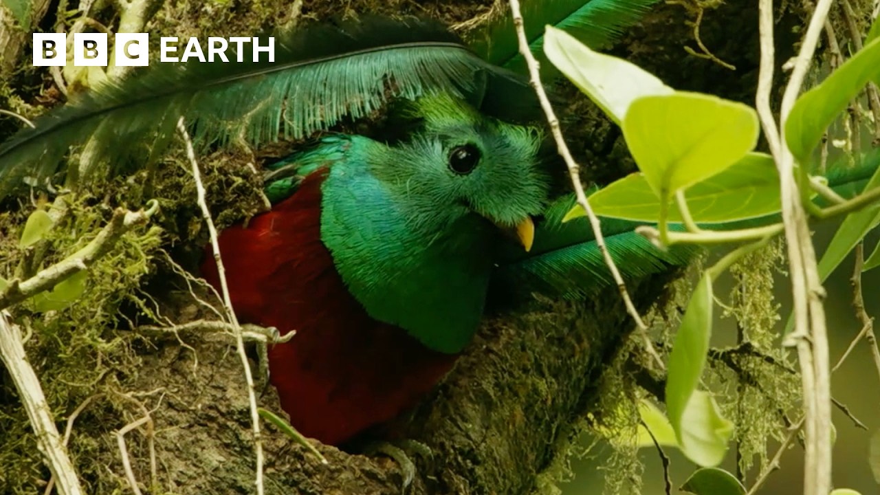 Is This the Most Beautiful Bird in the Americas? | Wild Mexico | BBC Earth