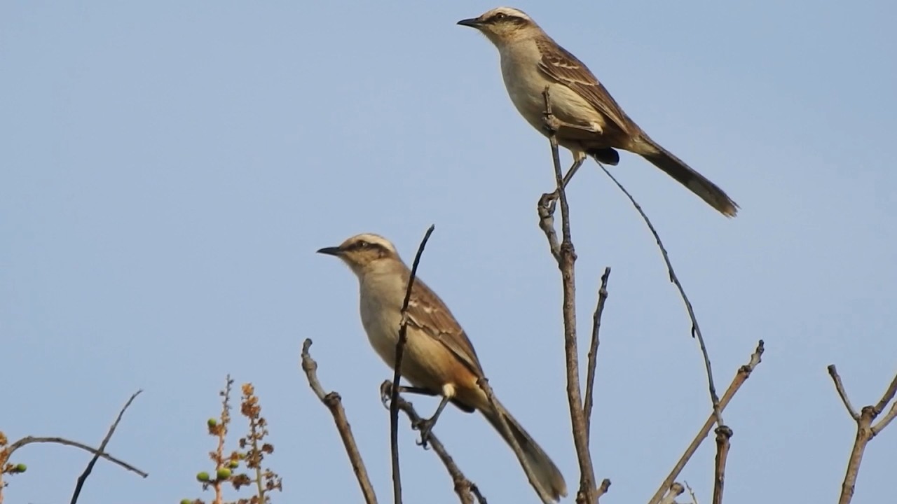 3 Espécies: Aves Canoras e seus cantos: Sabiá-do-campo, Ariramba-de-cauda-ruiva, Sanhaço-de-coleira