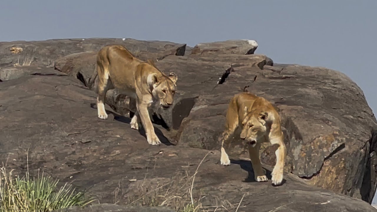Lions of the Serengeti: 3-Day Safari Highlights