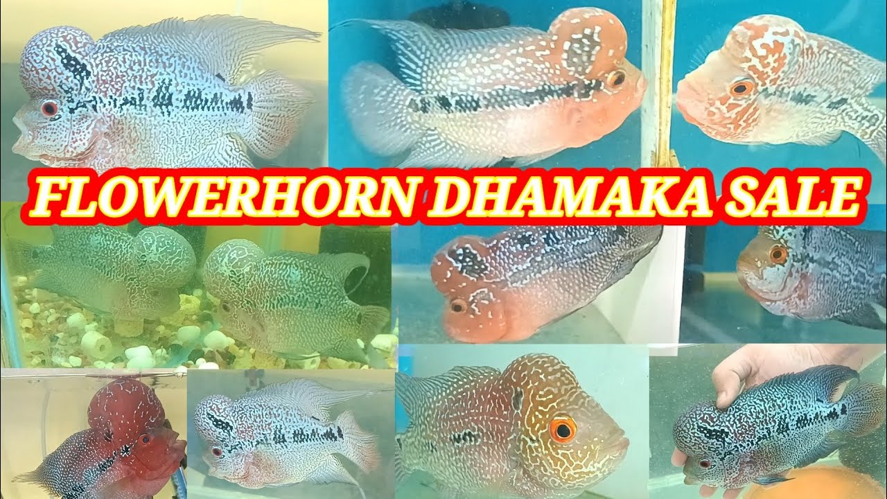 flowerhorn fish price in india🐟srd flowerhorn fish price update🐟 kolkata fish market price list🐟