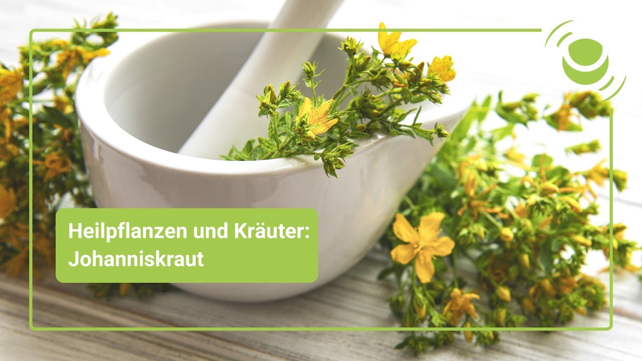 Johanniskraut &ndash;  Alles, was du &uuml;ber seine Wirkung wissen solltest.