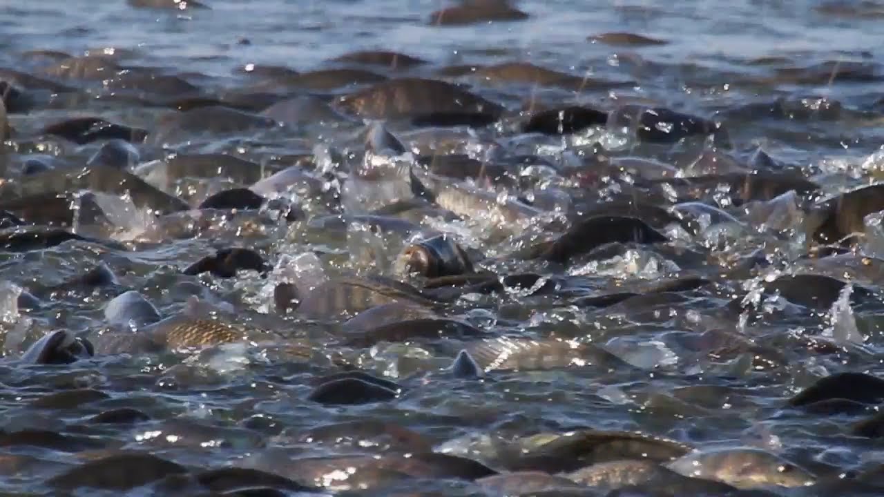 Tilapia brood-stock