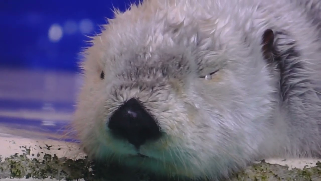 鳥羽水族館 ラッコ ねむねむメイちゃんをメイっぱいアップにした動画
