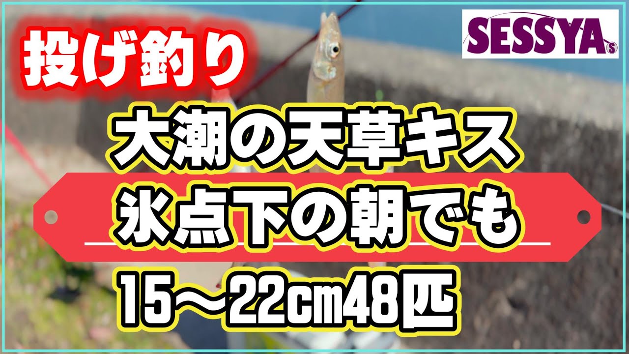【投げ釣り】大潮の天草キス　氷点下の朝でも　15～22cm48匹