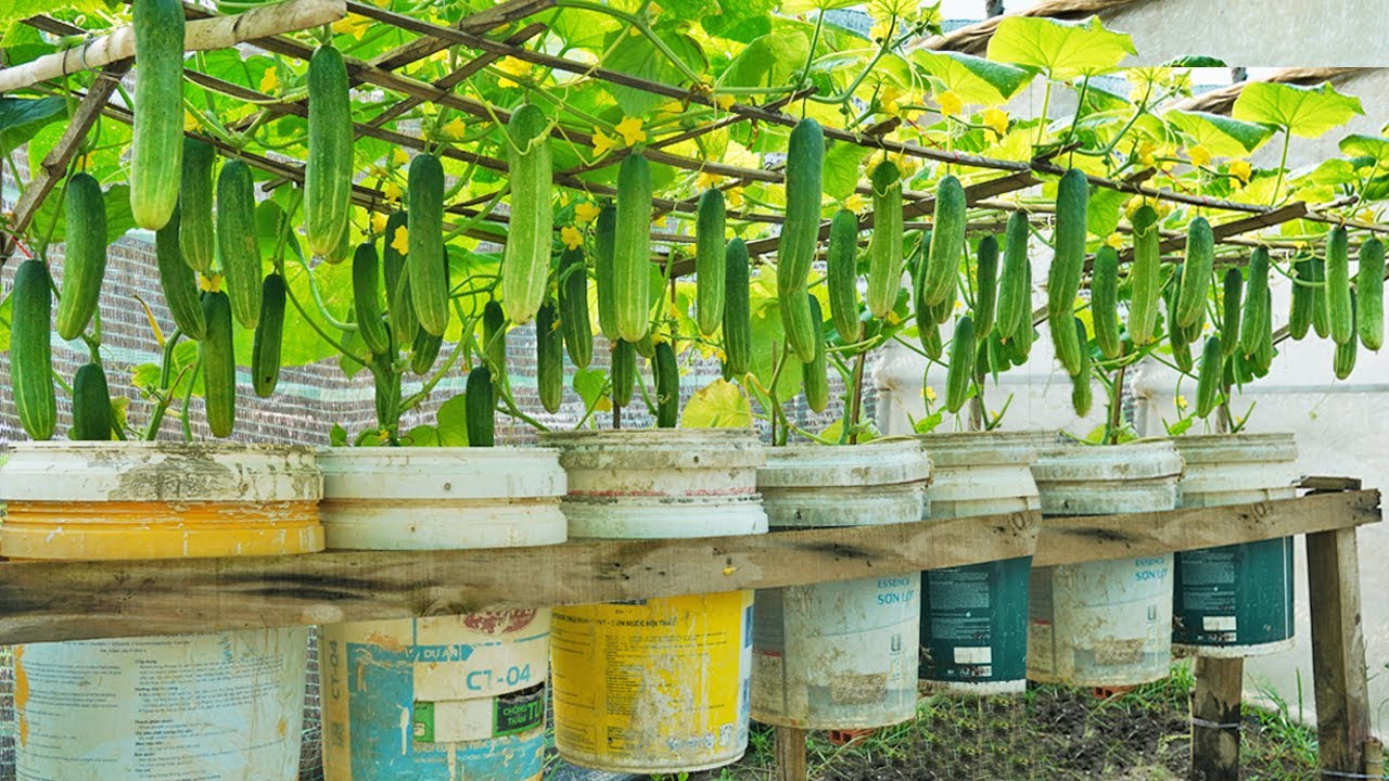 [Home Gardening] Tips for Growing Cucumbers at Home Harvest a Whole Sack Without a Garden!