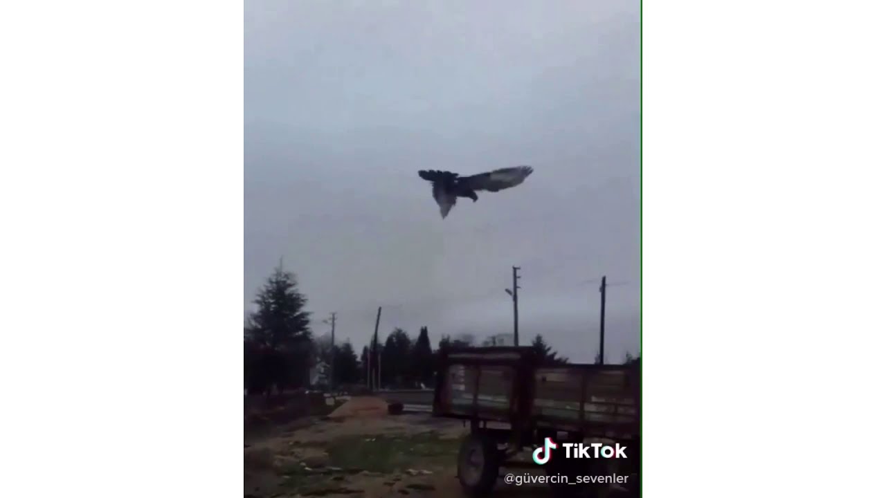 GÜVERCİN TİKTOK