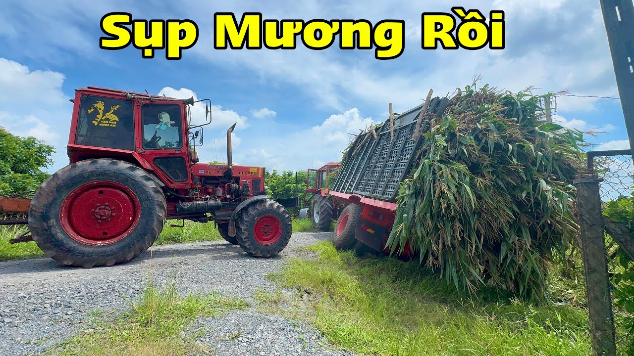 Anh em tây ninh chở cây bắp 