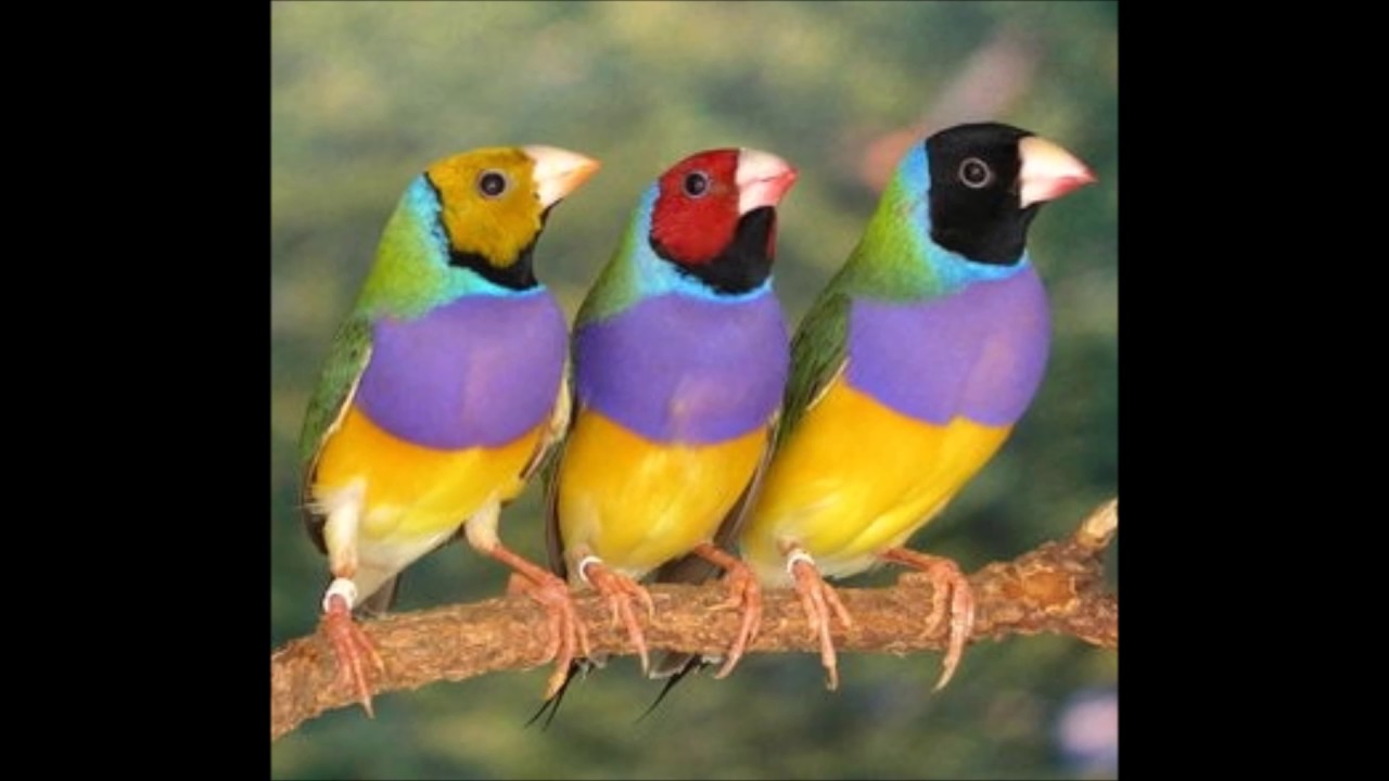 Gouldian finch song - canto diamante de gould