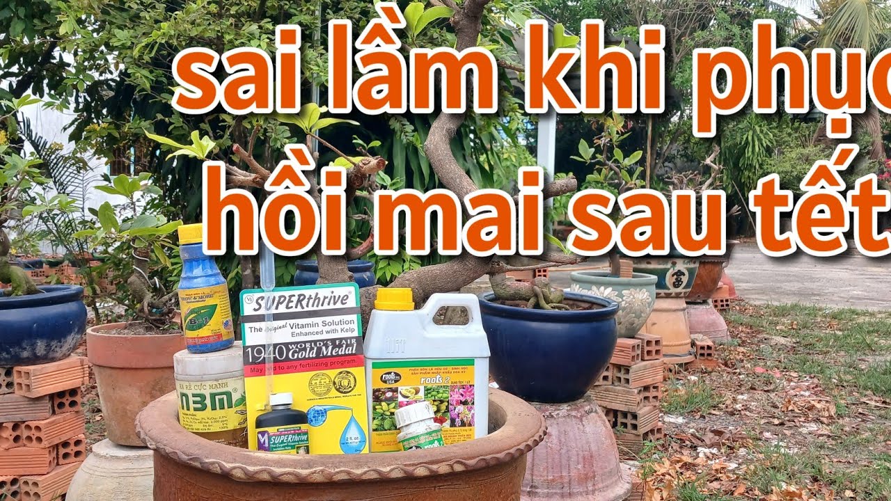 NHỮNG SAI LẦM  KHI PHỤC HỒI MAI VÀNG SAU TẾT DẪN ĐẾN SUY CÂY TỤT NHỰA - CHĂM MAI SAU TẾT - 63