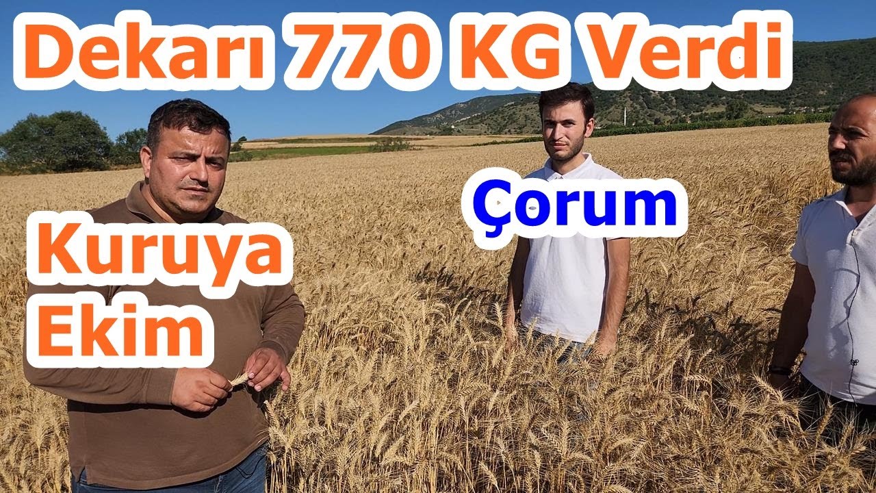 Çorum - Kuruya Ekim Buğdayda Yaprak Gübresinin Verime Süper Etkisi - Dekarından 770 KG Hasat Yapıldı