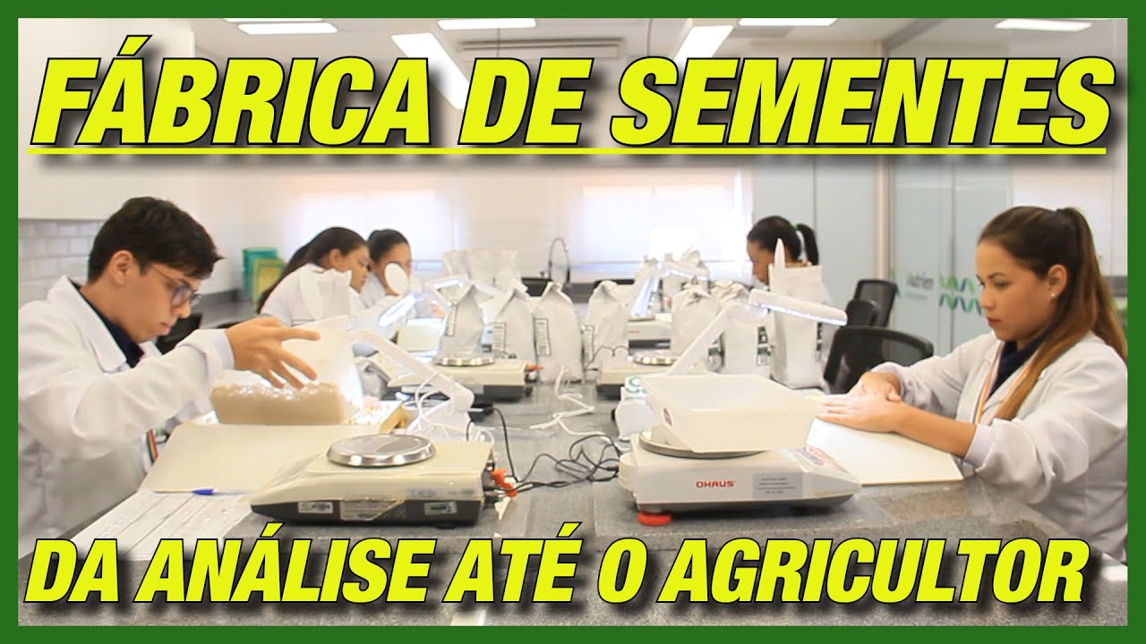 Como são produzidas as sementes de soja? Saiba como é em uma visita a Fábrica Sementes Goiás