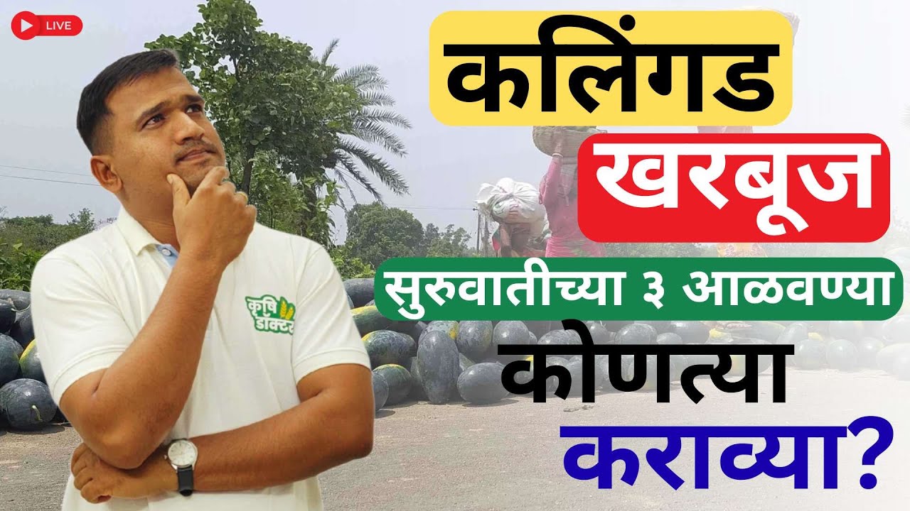 कलिंगड/खरबूज - प्रमुख ३ आळवण्या | Kalingad drenching | kalingad lagwad mahiti marathi #krushidoctor
