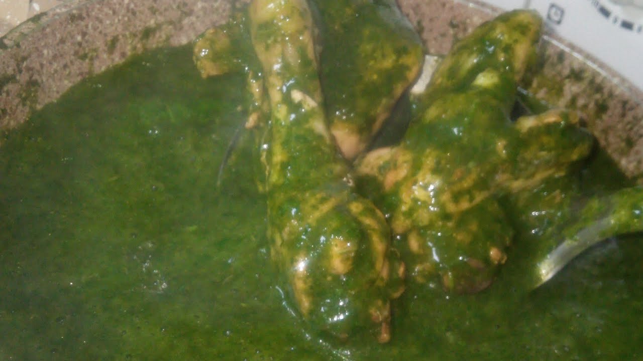 ምሎክያ አሰራር food ሰብስክራይብ_ያድርጉ arbaeen fra ምርጡ ገበታ ምግብ ቤት
