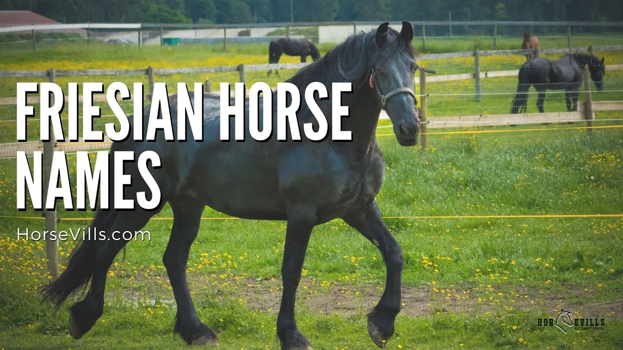 Unique FRIESIAN HORSE NAMES for mares & stallions