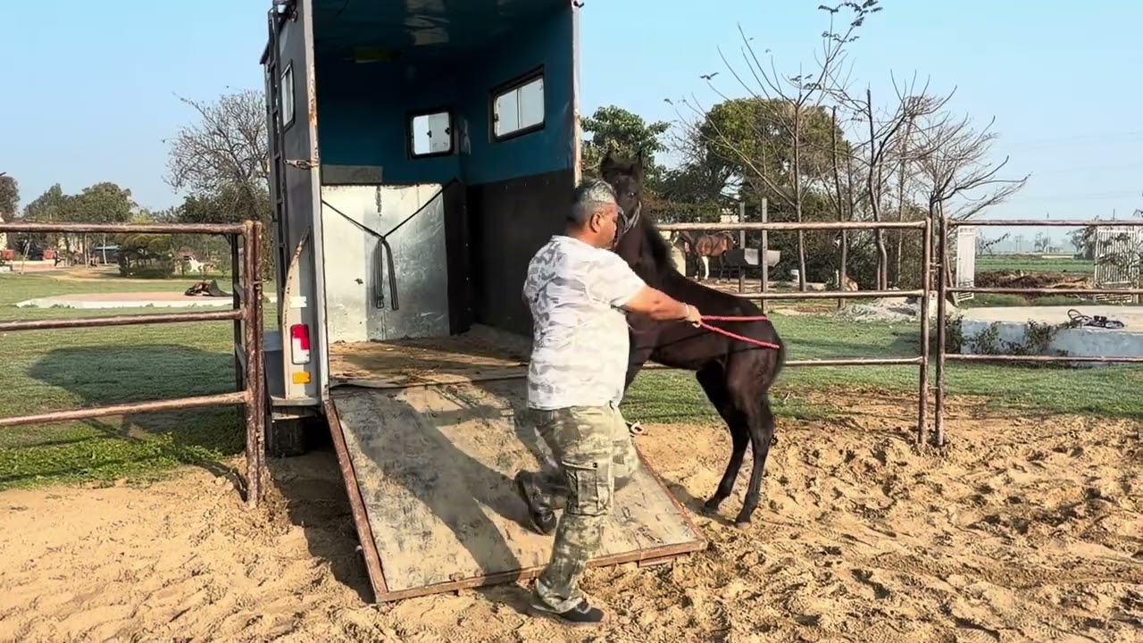 Horse training a three months filly for trailer loading 